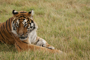 Female tiger