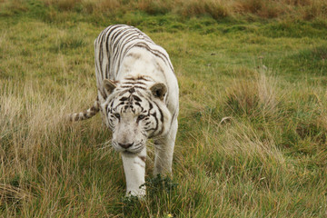 Naklejka premium White tiger male