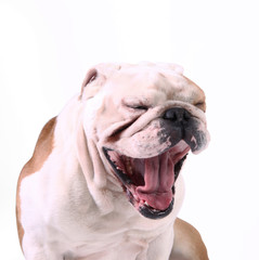 bulldog