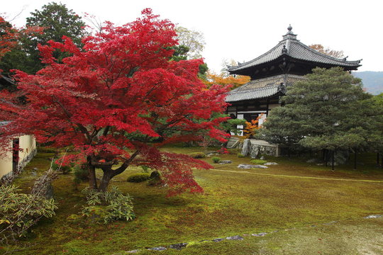 鹿王院 Photos Royalty Free Images Graphics Vectors Videos Adobe Stock