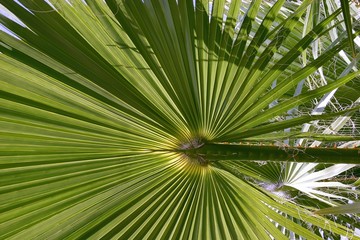 Fototapeta na wymiar palmenblatt