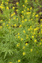 Farnrauke; Huhueninia tanacetifolia