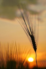 Ear of wheat on the background of the rising sun