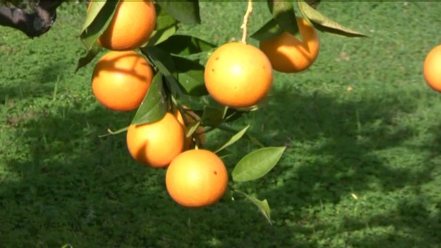 arancio