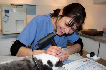 tatouer l'oreille d'un chat
