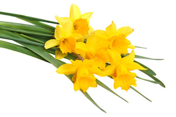 Yellow narcissus