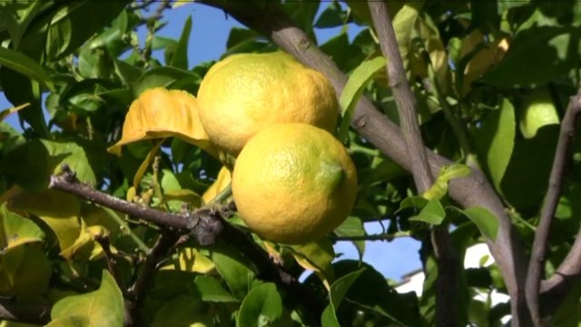 limoni