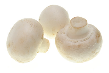 champignons isolated