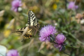 mariposa