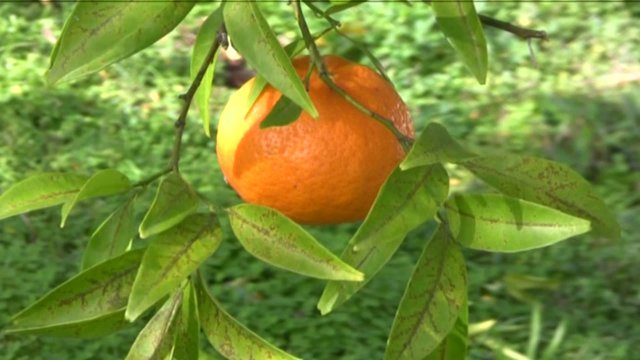 mandarini