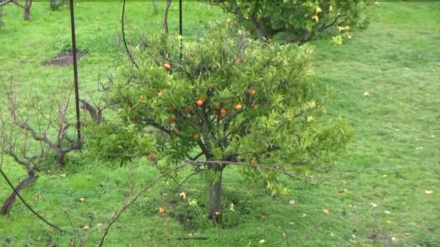 arancio