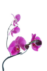 Blooming violet orchids flower isolated on white background