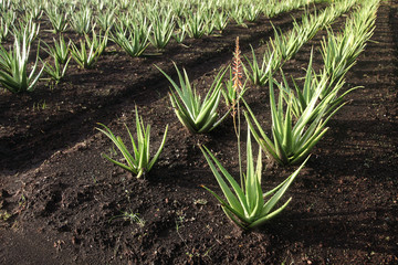 Aloe Vera fields