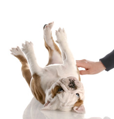 english bulldog puppy getting a tummy rub