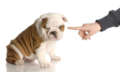 bad dog - persons hand wagging finger at bulldog puppy