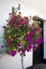 plant pots with petunia on the wall of the English home