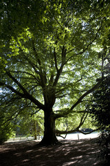 big elm in sunny day