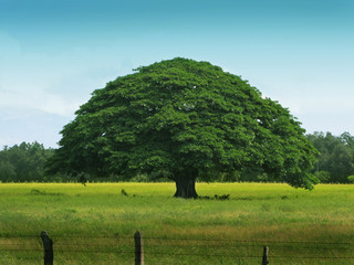 Lebensbaum