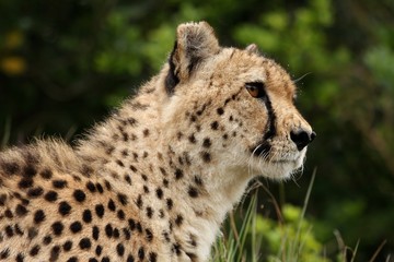 Cheetah Portrait