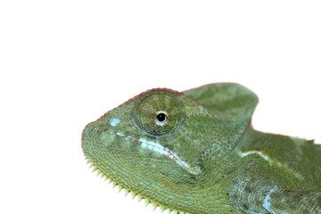 veiled chameleon- chameleo calyptratus