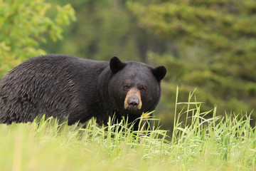 large male black bear