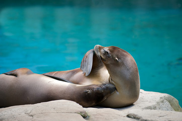 Two seals cuddling on a rock (Pinniped, Otariidae)