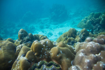 Tropical underwater landscape