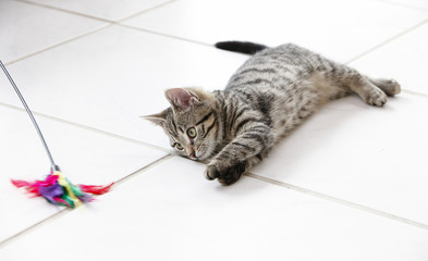 10 weeks old kitten lying on the floor playing with it's toy