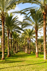 Fototapeta premium palm trees in garden