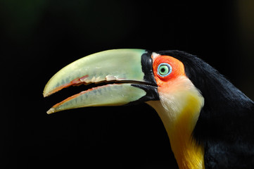 toucan