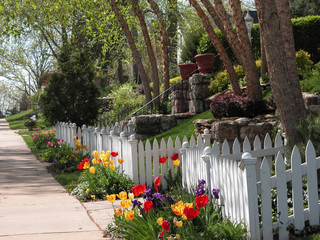 Tulips by the fence
