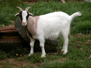 Obraz premium Kid goat