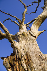 Fototapeta na wymiar Martwe drzewa