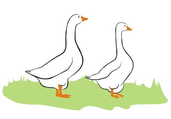 Obraz premium Gans002