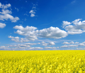 Obraz premium Landscape