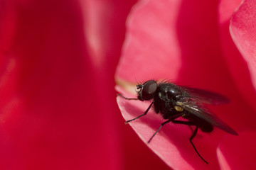 FlyRed