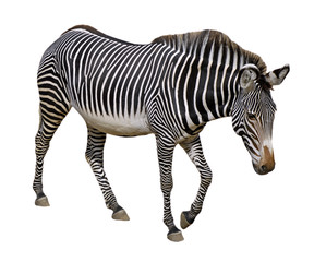 Fototapeta na wymiar Zebra Grevy'ego samodzielnie na białym tle