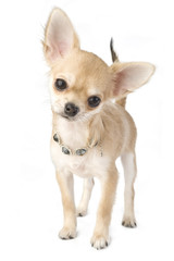 chihuahua puppy with necklace portrait isolated