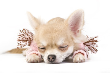 Cute sleeping chihuahua puppy in a pink scarf isolated