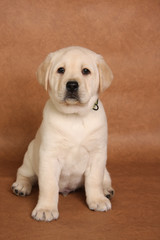 Labrador retriever puppy