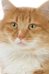 Portrait of red cat