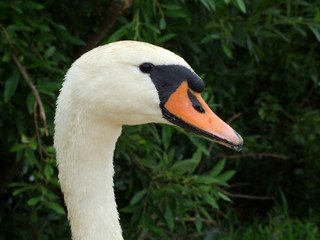 głowa łabędzia 2 © GKor