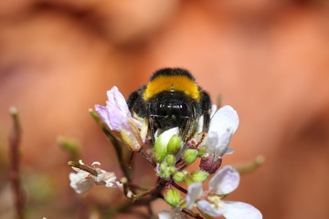 Bourdon butinant