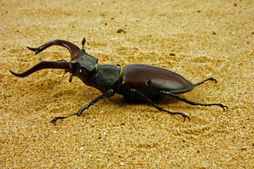 Lucanus cervus