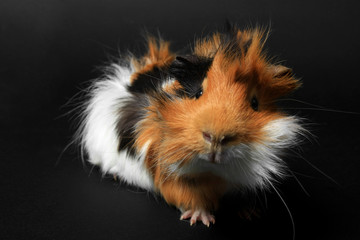 adorable guinea pig pet on a black background