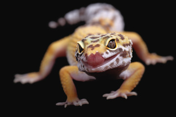 eublepharis macularius