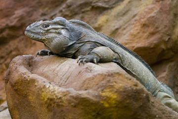 Iguana on a rock