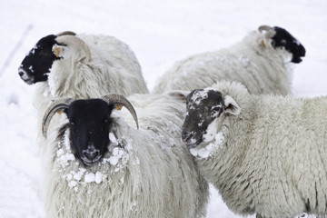 Naklejka premium sheep in snow