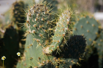 cactus