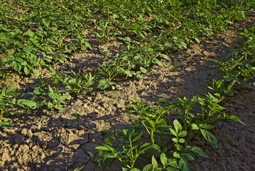 growing potatoes
